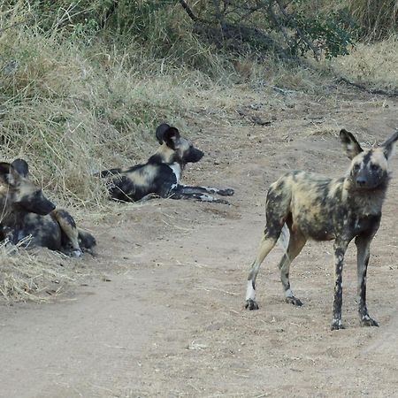 Hotel Ndzuti Bush Camp Balule Game Reserve Exterior foto