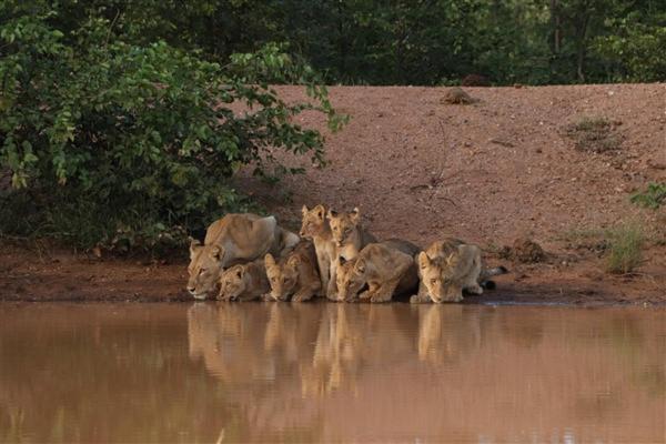 Hotel Ndzuti Bush Camp Balule Game Reserve Exterior foto