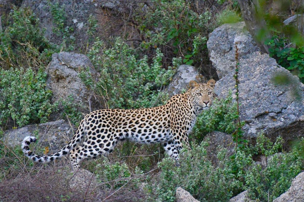 Hotel Ndzuti Bush Camp Balule Game Reserve Exterior foto