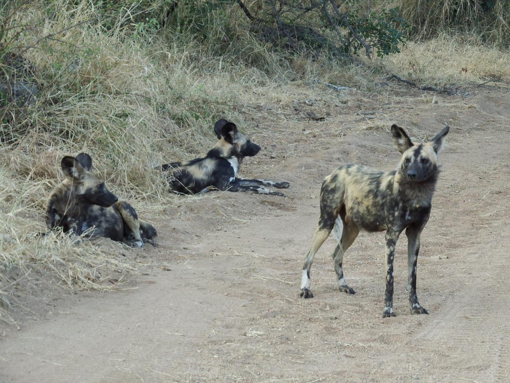 Hotel Ndzuti Bush Camp Balule Game Reserve Exterior foto