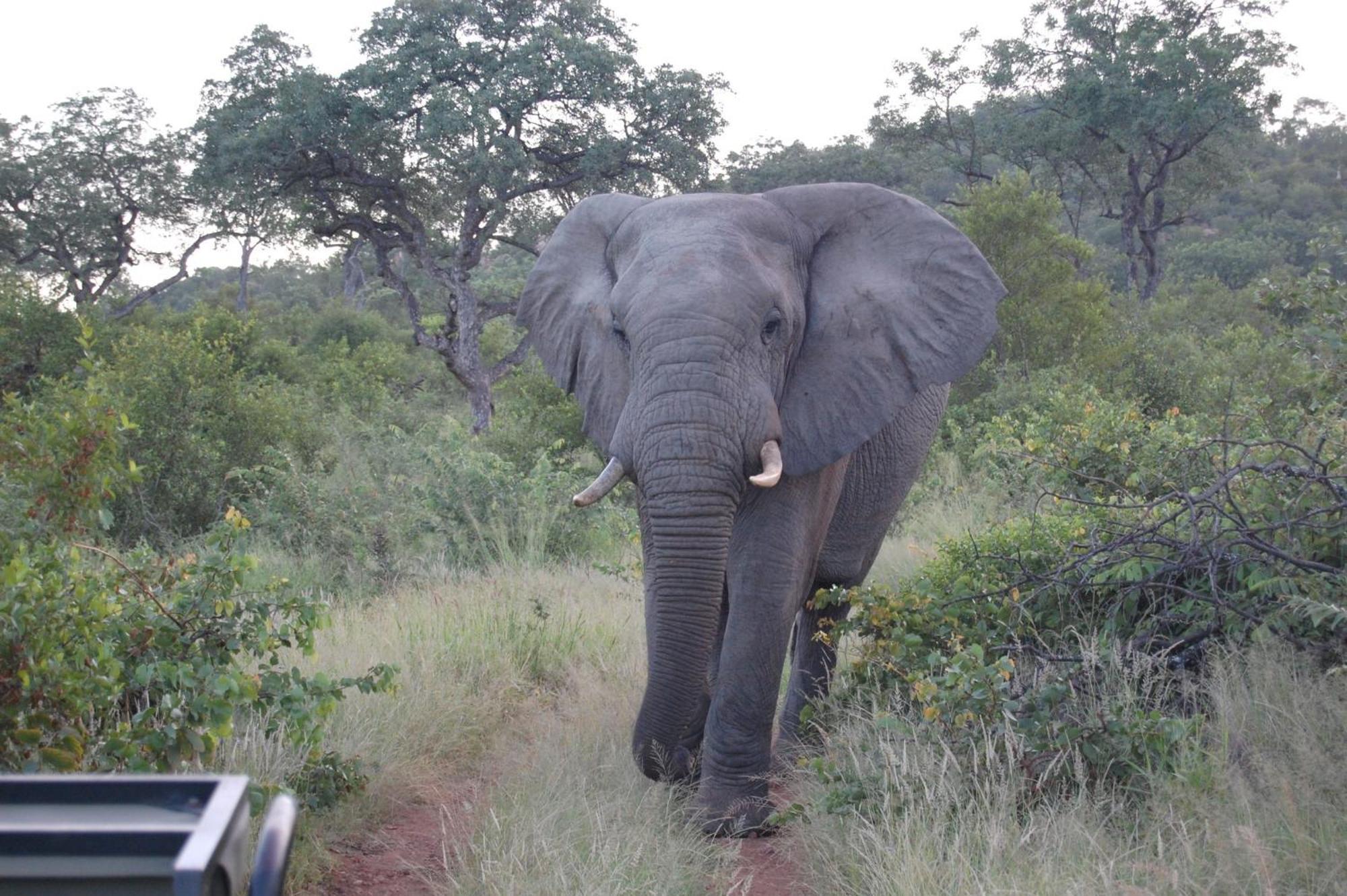 Hotel Ndzuti Bush Camp Balule Game Reserve Exterior foto